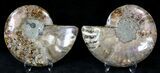 Polished Ammonite Pair - Million Years #21264-1